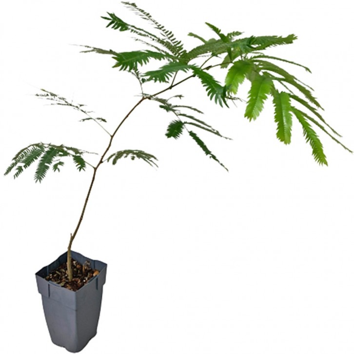 Everfresh Tree エバーフレッシュ (Pithecellobium Confertum) JAPAN