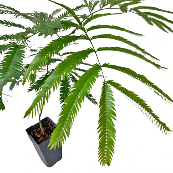 Everfresh Tree エバーフレッシュ (Pithecellobium Confertum) JAPAN