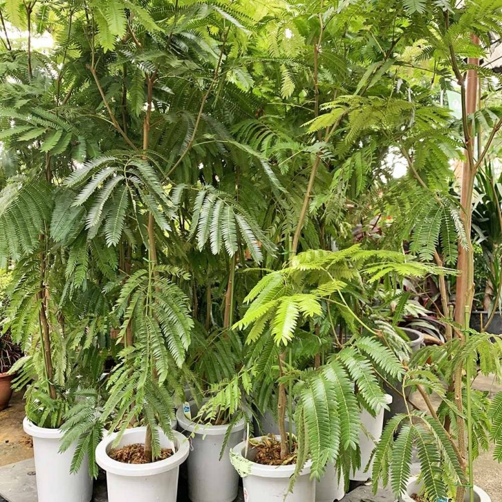 Everfresh Tree エバーフレッシュ (Pithecellobium Confertum) JAPAN