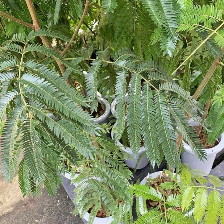 Everfresh Tree エバーフレッシュ (Pithecellobium Confertum) JAPAN