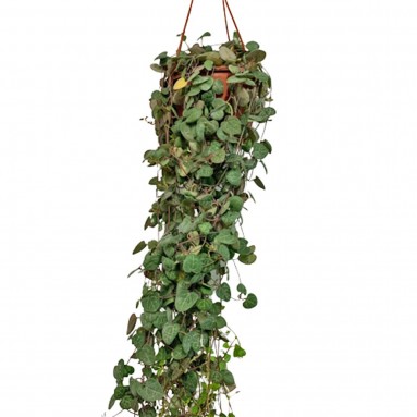 String of Hearts (Ceropegia Woodii)