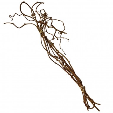 Kiwi Vine