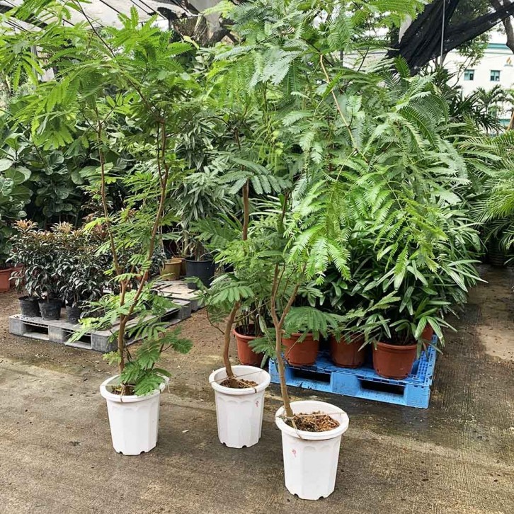 Everfresh Tree エバーフレッシュ (Pithecellobium Confertum) JAPAN