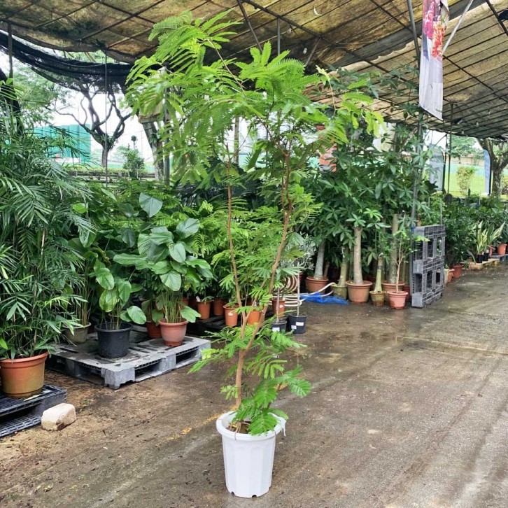 Everfresh Tree エバーフレッシュ (Pithecellobium Confertum) JAPAN