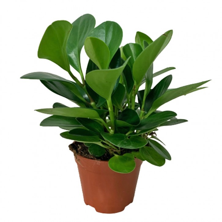 Peperomia Obtusifolia Green