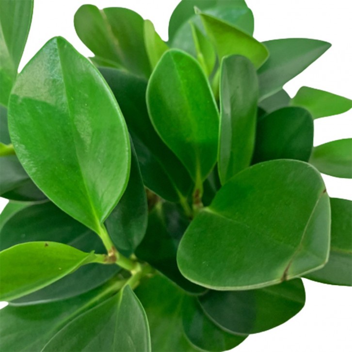 Peperomia Obtusifolia Green