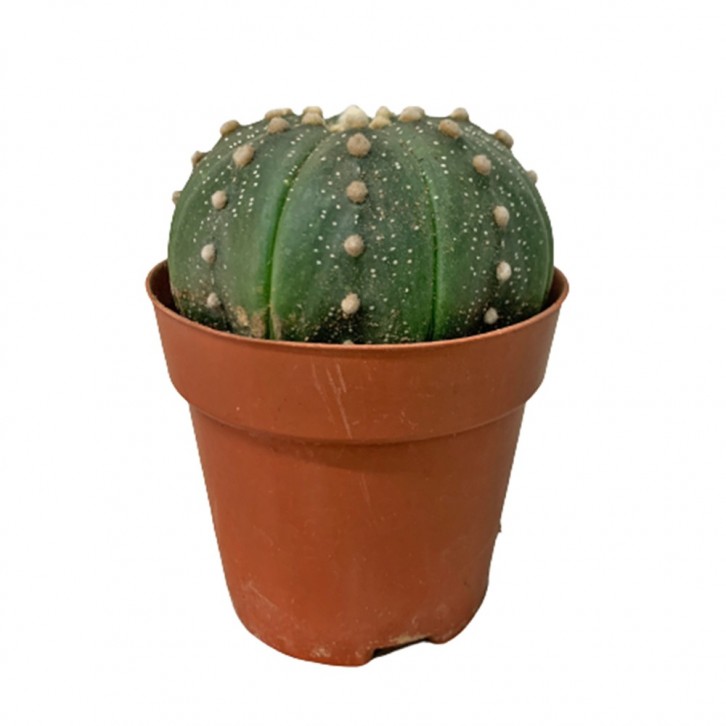 Sand Dollar Cactus (Astrophytum Asterias)