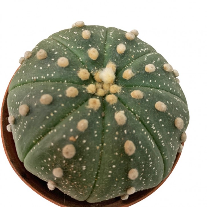 Sand Dollar Cactus (Astrophytum Asterias)