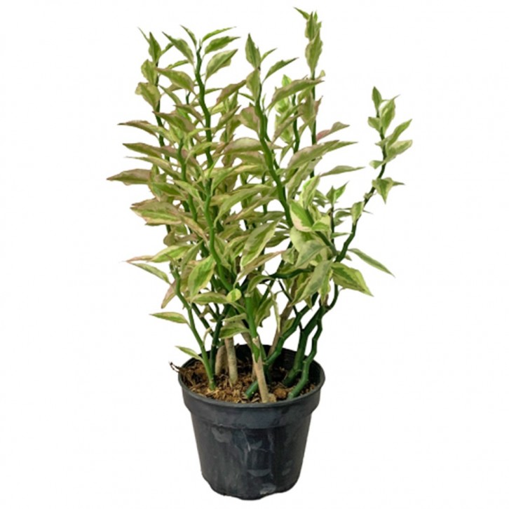 Euphorbia Tithymaloides