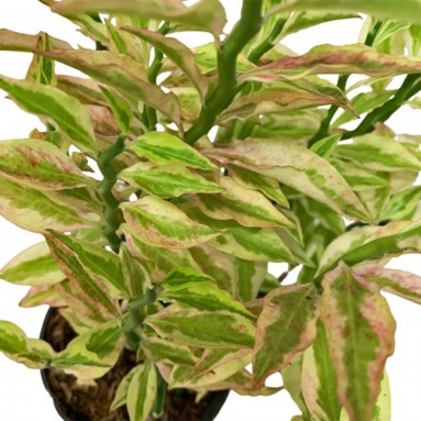 Euphorbia Tithymaloides