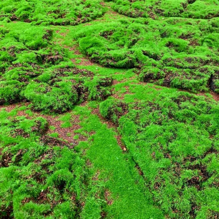 Artificial Moss Cloth 苔藓布