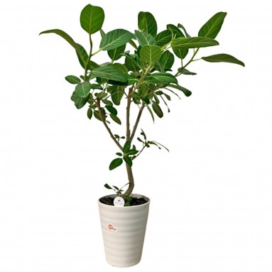 Ficus Altissima (JAPAN)