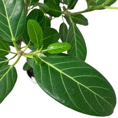 Ficus Altissima (JAPAN)