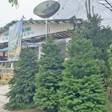 NOBLE FIR [4-5ft] Live Christmas Tree