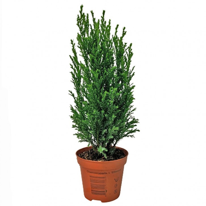 Chamaecyparis Lawsoniana 'Ellwoodii' (Conifer)