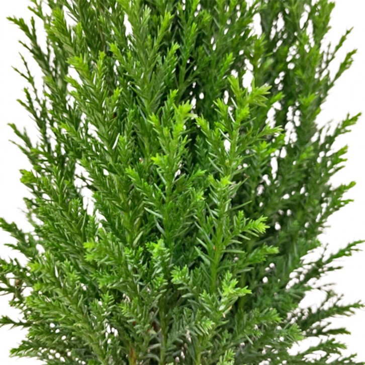 Chamaecyparis Lawsoniana 'Ellwoodii' (Conifer)