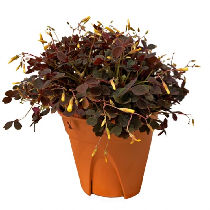 Oxalis Vulcanicola 'Zinfandel'