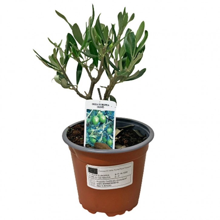 Olive Tree (Olea Europaea) HOLLAND