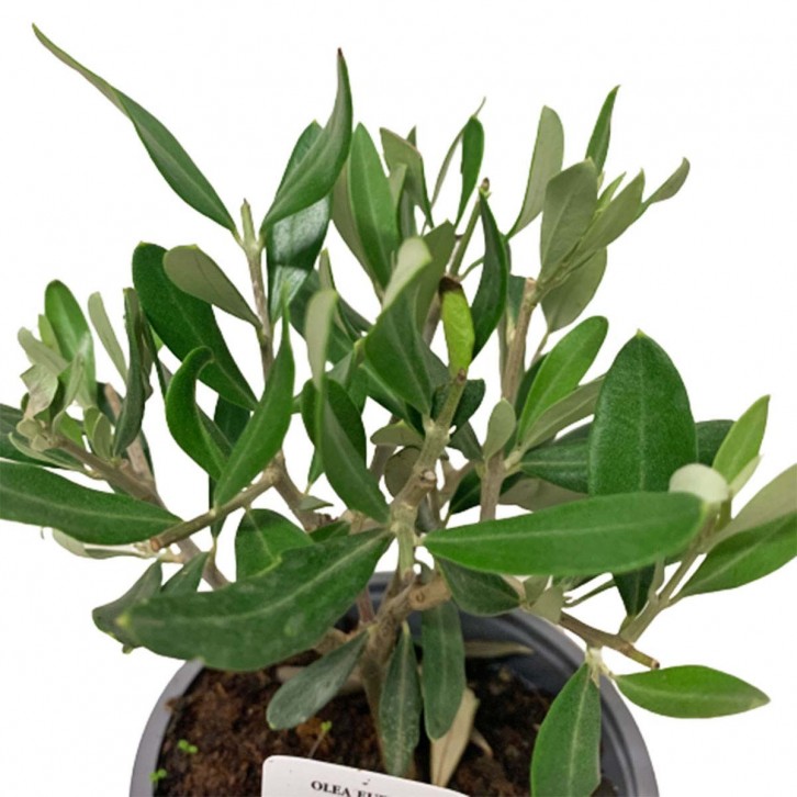 Olive Tree (Olea Europaea) HOLLAND