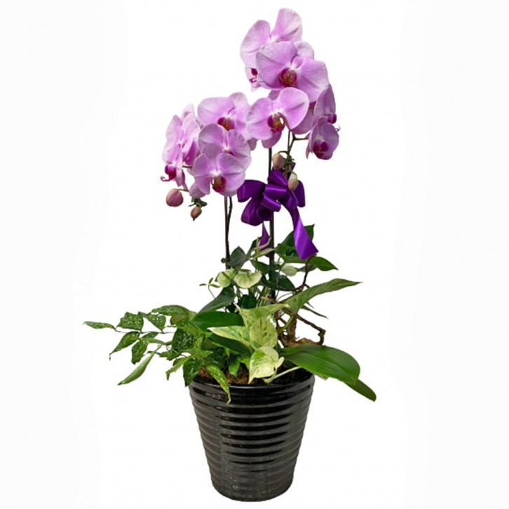 Phalaenopsis Orchid Centerpiece (3593)