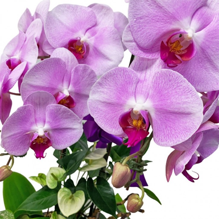 Phalaenopsis Orchid Centerpiece (3593)