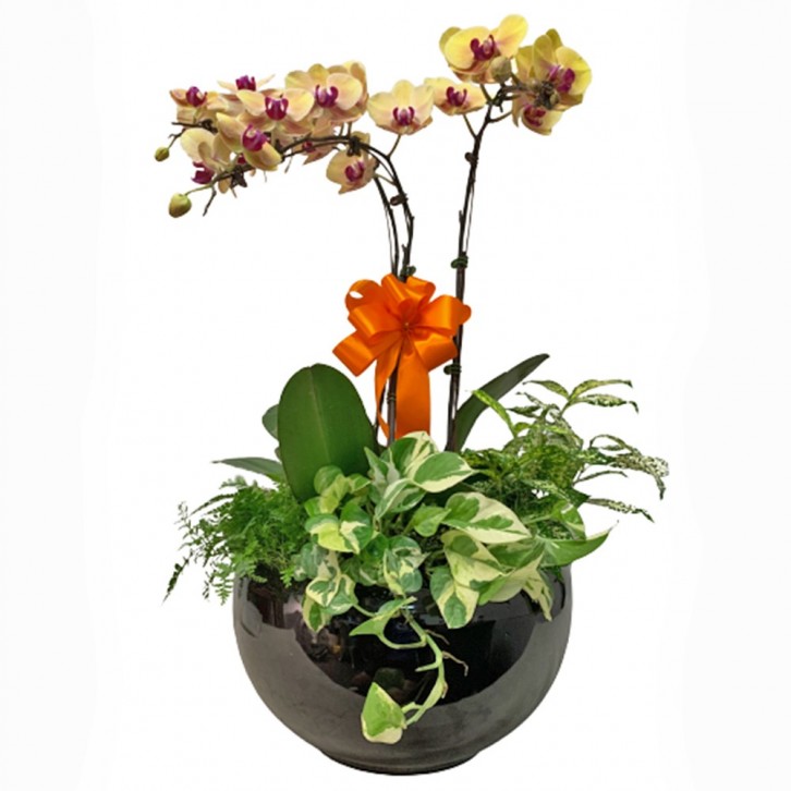 Phalaenopsis Orchid Centerpiece (3592)