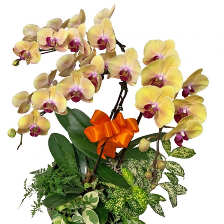 Phalaenopsis Orchid Centerpiece (3592)