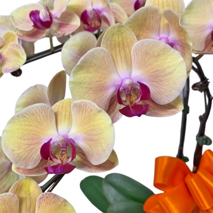 Phalaenopsis Orchid Centerpiece (3592)