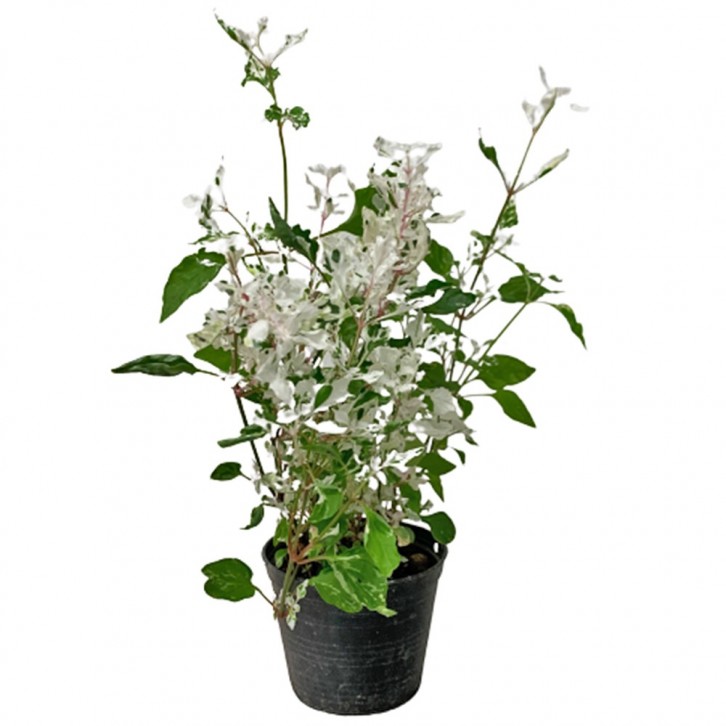 Alternanthera Ficoidea 'Snow in the Mountain'