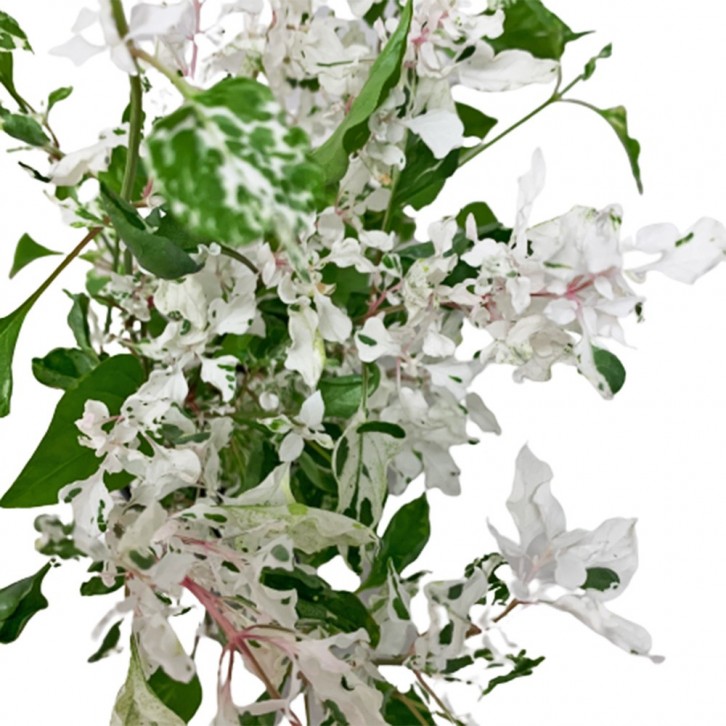 Alternanthera Ficoidea 'Snow in the Mountain'