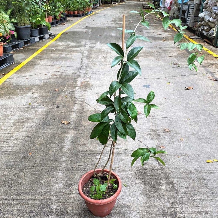 Garlic Vine 大蒜藤 (Mansoa Hymenaea)