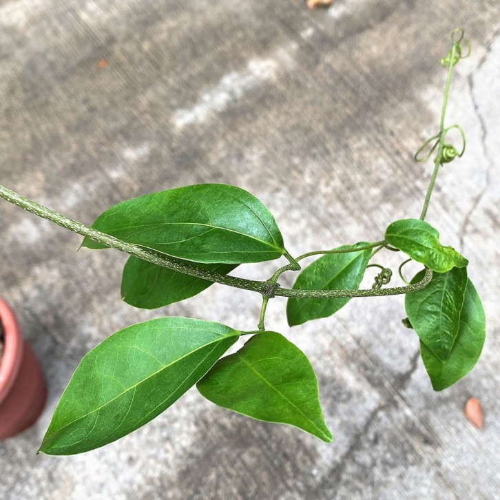 Garlic Vine 大蒜藤 (Mansoa Hymenaea)