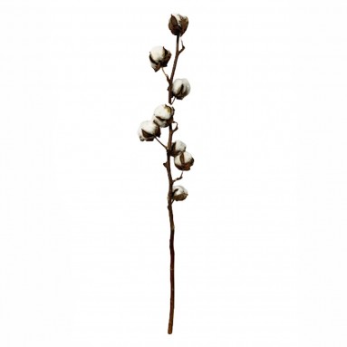 Preserved Cotton Flower (Gossypium Hirsutum)