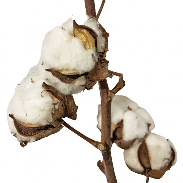 Preserved Cotton Flower (Gossypium Hirsutum)