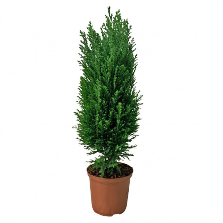 Chamaecyparis Lawsoniana 'Ellwoodii' (Conifer)