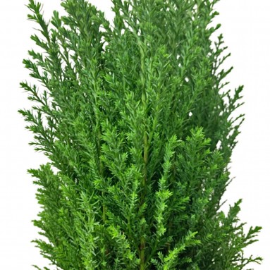Chamaecyparis Lawsoniana 'Ellwoodii' (Conifer)