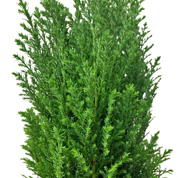 Chamaecyparis Lawsoniana 'Ellwoodii' (Conifer)