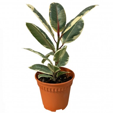 Ficus Elastica Variegata