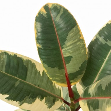 Ficus Elastica Variegata