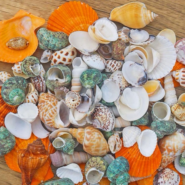Assorted Seashells