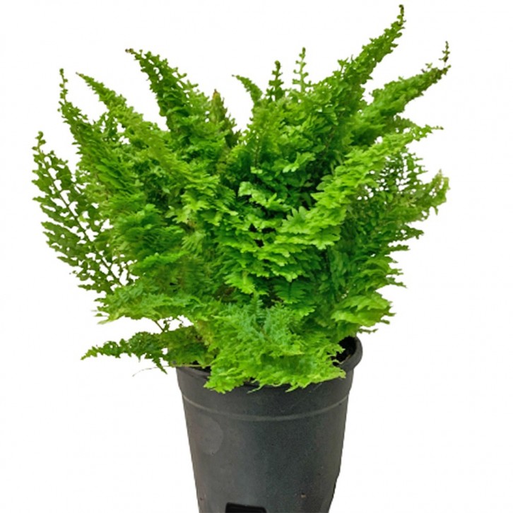 Nephrolepis Exaltata 'Marisa' (Cotton Candy Fern)