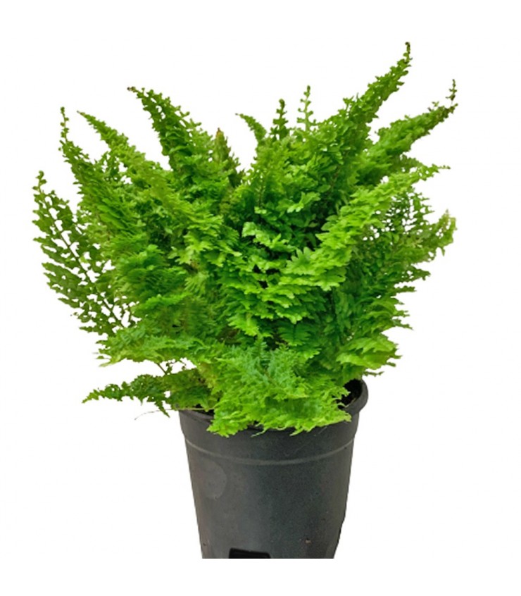 Nephrolepis Exaltata 'Marisa' (Cotton Candy Fern)