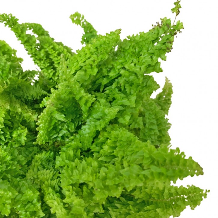 Nephrolepis Exaltata 'Marisa' (Cotton Candy Fern)