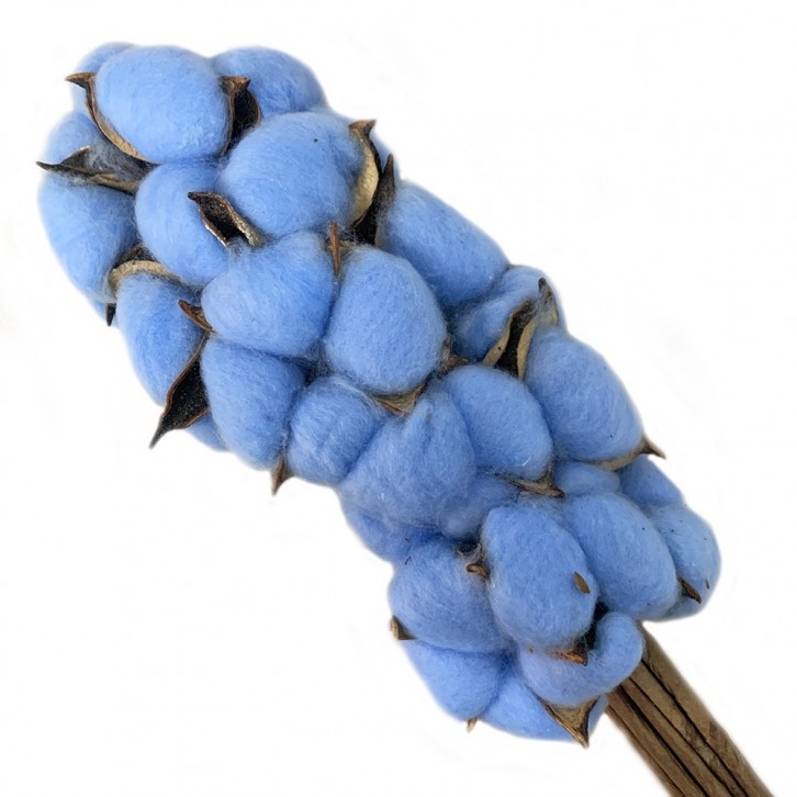 Preserved DYED Cotton Flower (Gossypium Hirsutum)