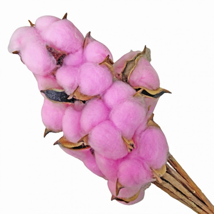 Preserved DYED Cotton Flower (Gossypium Hirsutum)