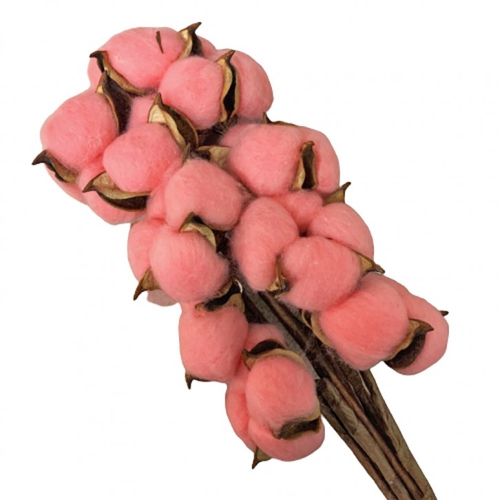 Preserved DYED Cotton Flower (Gossypium Hirsutum)