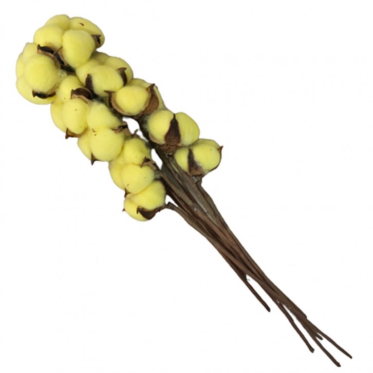 Preserved DYED Cotton Flower (Gossypium Hirsutum)