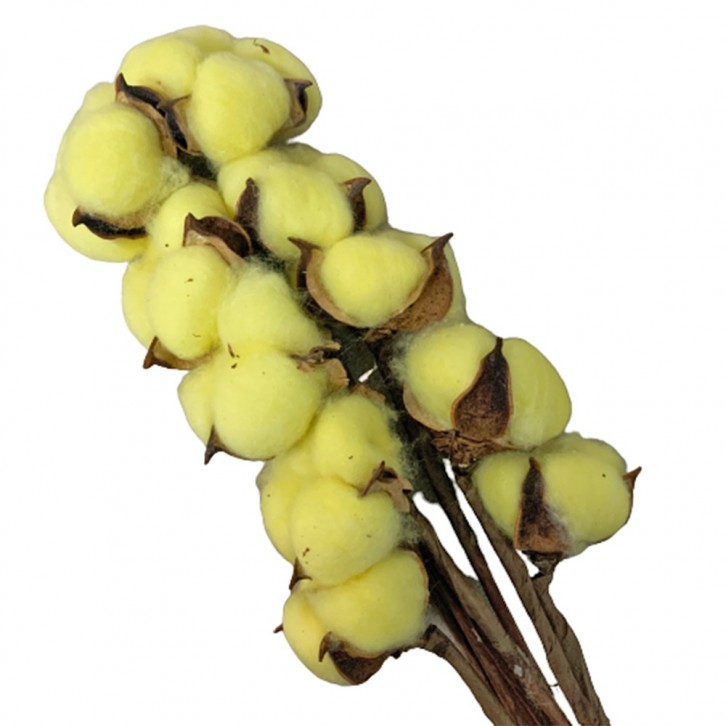 Preserved DYED Cotton Flower (Gossypium Hirsutum)