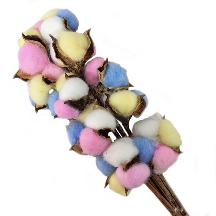 Preserved DYED Cotton Flower (Gossypium Hirsutum)