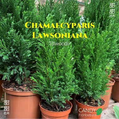 Chamaecyparis Lawsoniana 'Ellwoodii' (Conifer)